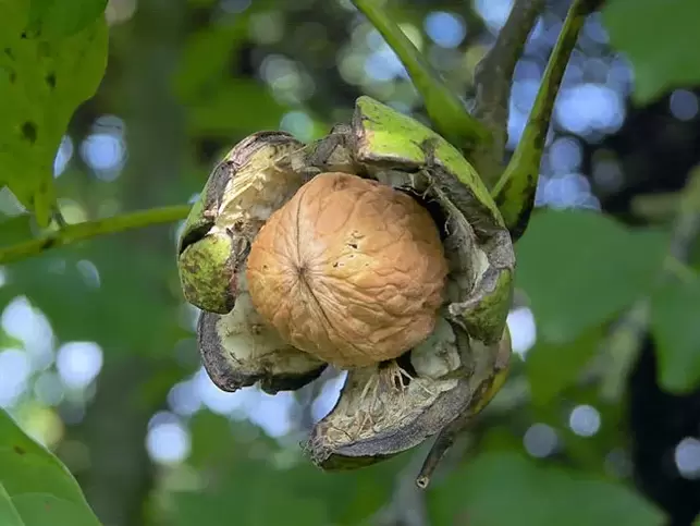 nueces para la potencia